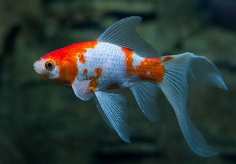 what are show quality comet goldfish